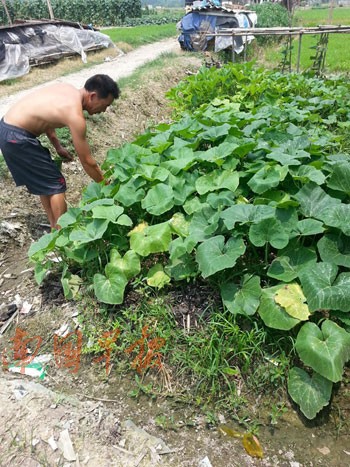 南宁一蔬菜基地:催长的菜卖出去 土菜留给自家吃