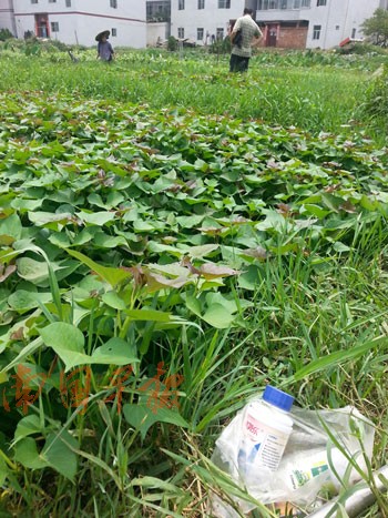 南宁一蔬菜基地:催长的菜卖出去 土菜留给自家吃