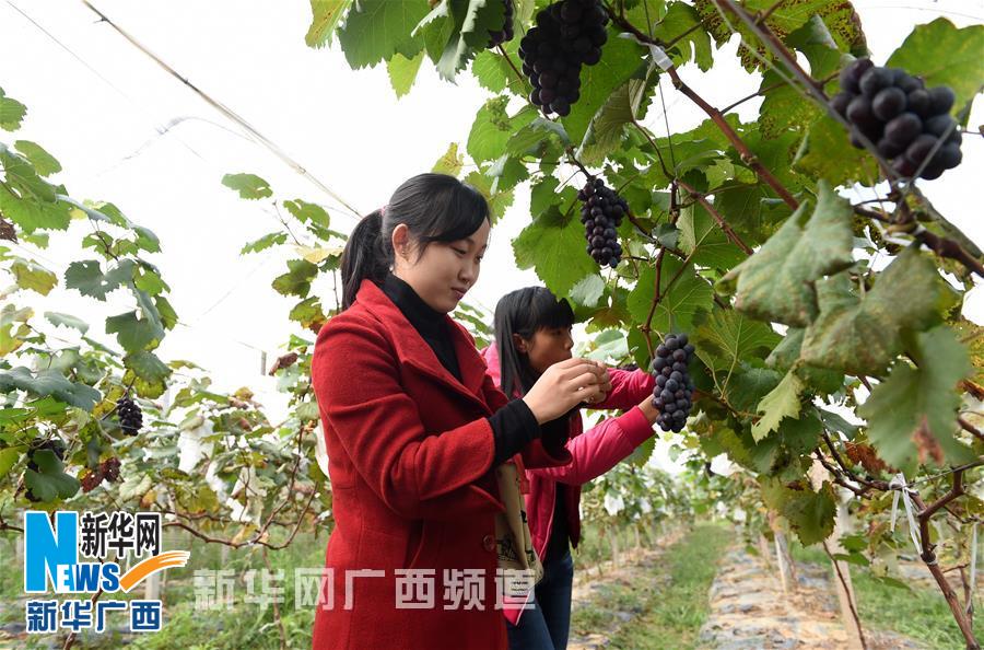 南宁市乡村果游富农家(组图)